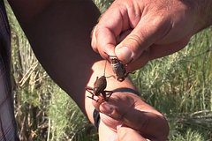 Нашествие сверчков-каннибалов началось в одной стране