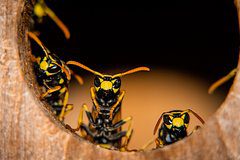 Найдено гнездо радиоактивных ос