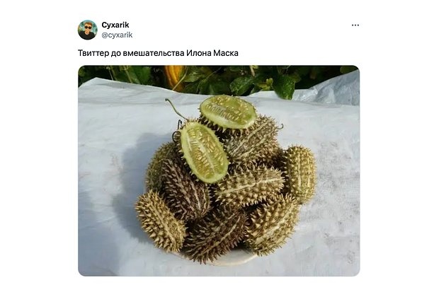 Дикий огурец