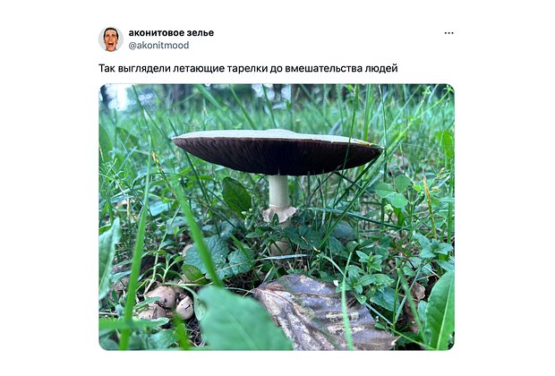 Дикий огурец