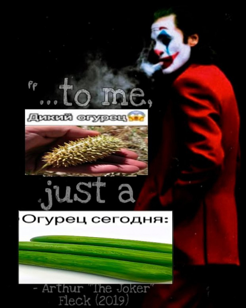 Дикий огурец