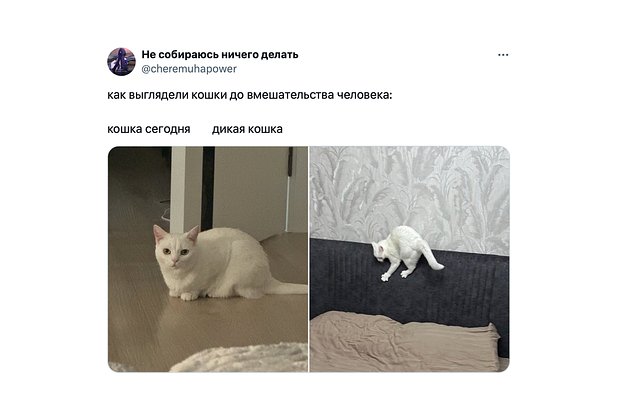 Дикий огурец