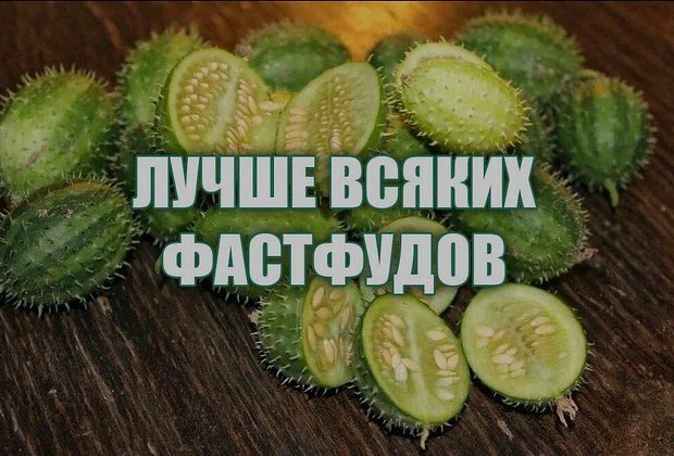 Дикий огурец