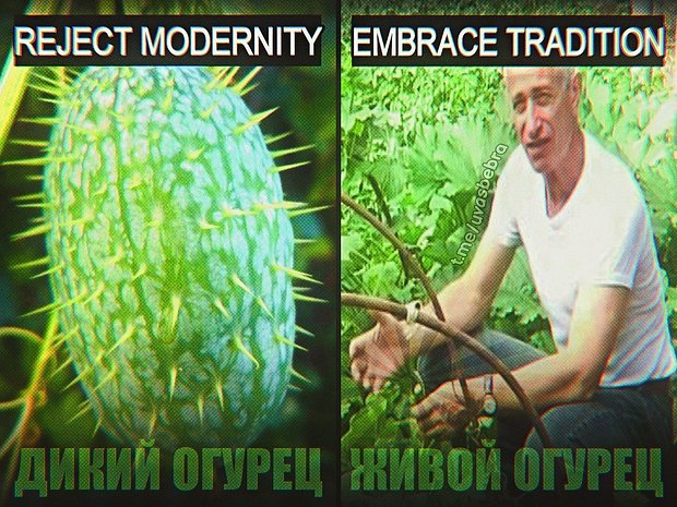 Дикий огурец