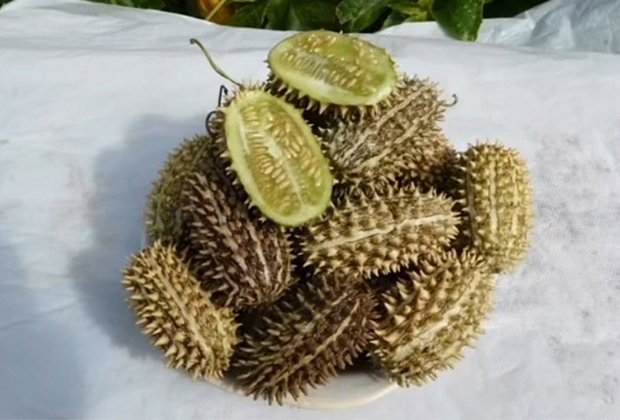 Дикий огурец