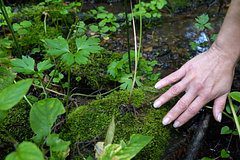 В российском регионе нашли редчайший прозрачный мох