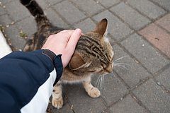 Больше десяти россиян оказались в больнице из-за кошки