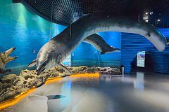 Доказательство существования гигантского кита нашли в России