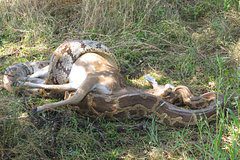 Питона стошнило целым оленем