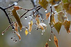 По российским регионам ударили заморозки