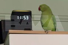 Попугай потерял рассудок из-за плохого капремонта