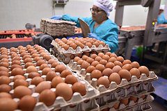 В России заметили новый кризис с яйцами