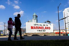 30 китов из закрытого парка морских животных оказались под угрозой гибели