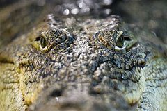 71-летняя туристка вышла из отеля и пропала возле озера с крокодилами-людоедами