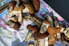 Биолог раскрыл опасность употребления съедобных грибов в пищу