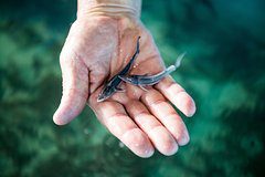 Десятки тысяч мальков краснокнижной рыбы выпустили в Волгу