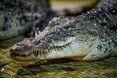 Крокодил съел мужчину в мангровых зарослях