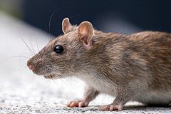 Крыса сгрызла ногти спящей женщины