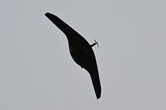 Минобороны сообщило о сбитых за три часа беспилотниках