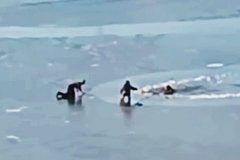 Морж спас провалившегося под лед россиянина