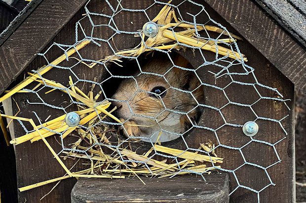 На курорте Сбера занялись восстановлением популяции белки-телеутки