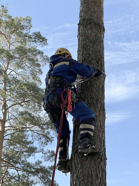 На курорте Сбера занялись восстановлением популяции белки-телеутки