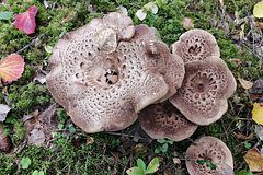 На поле брачных боев лосей выросли другие «лоси»