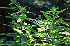 Обнаружено природное оружие против болезней печени