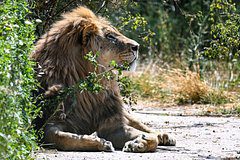 Обычные львы ушли из пустыни и стали морскими