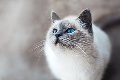 Появились подробности инцидента с «мобилизованным» котом Мурчиком