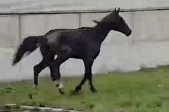 Потерянную во Владикавказе травмированную лошадь нашли