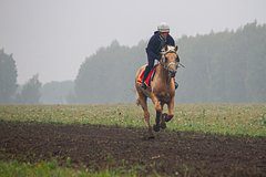 Россияне показали трюки на лошадях