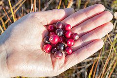 Россиянин отправился собирать клюкву и не выжил