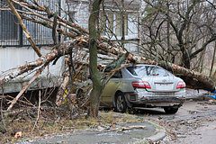 Россиянин отсудил у мэрии сотни тысяч рублей за упавшее на авто дерево