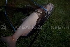 Российский школьник выловил «рыбу мечты»