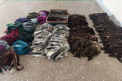 Шкуры животных на миллионы рублей изъяли у туристок в России