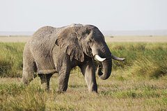 Слон затоптал бабушку и внучку