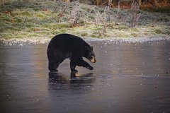 Турист-одиночка отправил родным фотографию медведя и пропал