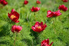 Ученые России нашли редкие виды растений в новых местах