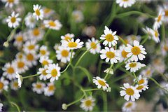 В Москве расцвели ромашки