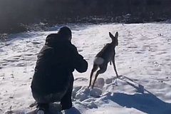 В Приамурье полицейские спасли косулю