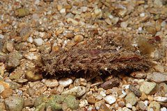 Волны выбросили на берег загадочное существо