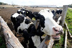 Заявление Лукашенко о ситуации в Витебской области