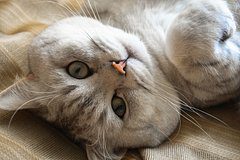 Житель Стамбула будет 10 лет платить алименты котам
