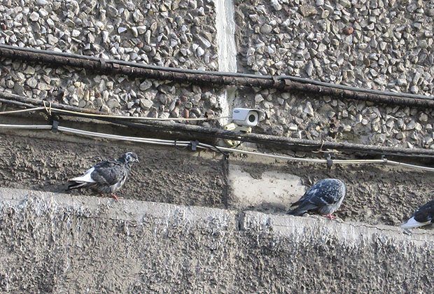 Банда Ифы и Козлова