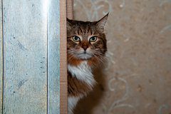 Депутаты предложили запретить животным ходить в кафе