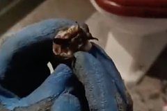 Москвич обнаружил в своей квартире незваную гостью