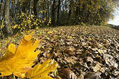 Отшельник описал сценарий выживания бесследно пропавшей в тайге семьи Усольцевых