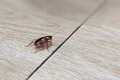 Тревел-блогерша раскрыла секрет поиска отелей без крыс и тараканов