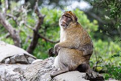 Внезапное нашествие макак погубило политика